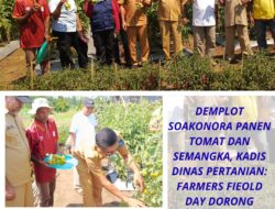 DEMPLOT SOAKONORA PANEN TOMAT DAN SEMANGKA, KADISTAN: FARMERS FIELD DAY DORONG INOVASI DAN SEMANGAT PETANI HALUT