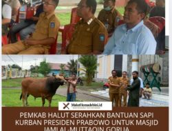 Pemkab Halut Serahkan Bantuan Sapi Kurban Presiden Prabowo untuk Masjid Jami Al-Muttaqin Gorua