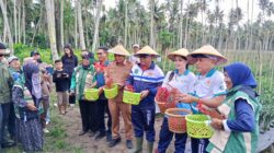 Sherly Tjoanda Laos Pimpin Panen Perdana Cabai dan Serahkan Bantuan Alat Pertanian kepada Kelompok Tani di Halmahera Utara
