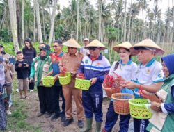 Sherly Tjoanda Laos Pimpin Panen Perdana Cabai dan Serahkan Bantuan Alat Pertanian kepada Kelompok Tani di Halmahera Utara
