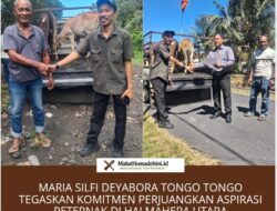 Maria Silfi Deyabora Tongo Tongo Tegaskan Komitmen Perjuangkan Aspirasi Peternak di Halmahera Utara.