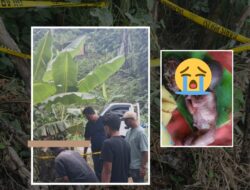 Warga Galela Utara Digegerkan Penemuan Mayat Bayi Perempuan di Bawah Pohon Pisang