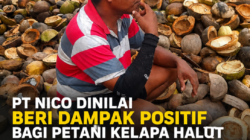 PT NICO Dinilai Beri Dampak Positif bagi Petani Kelapa Halut