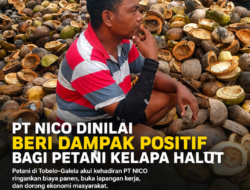 PT NICO Dinilai Beri Dampak Positif bagi Petani Kelapa Halut
