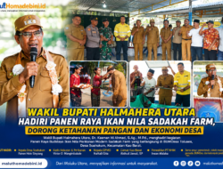 WAKIL BUPATI HALMAHERA UTARA DR. KASMAN HI. AHMAD HADIRI PANEN RAYA IKAN NILA SADAKAH FARM, DORONG KETAHANAN PANGAN DAN EKONOMI DESA